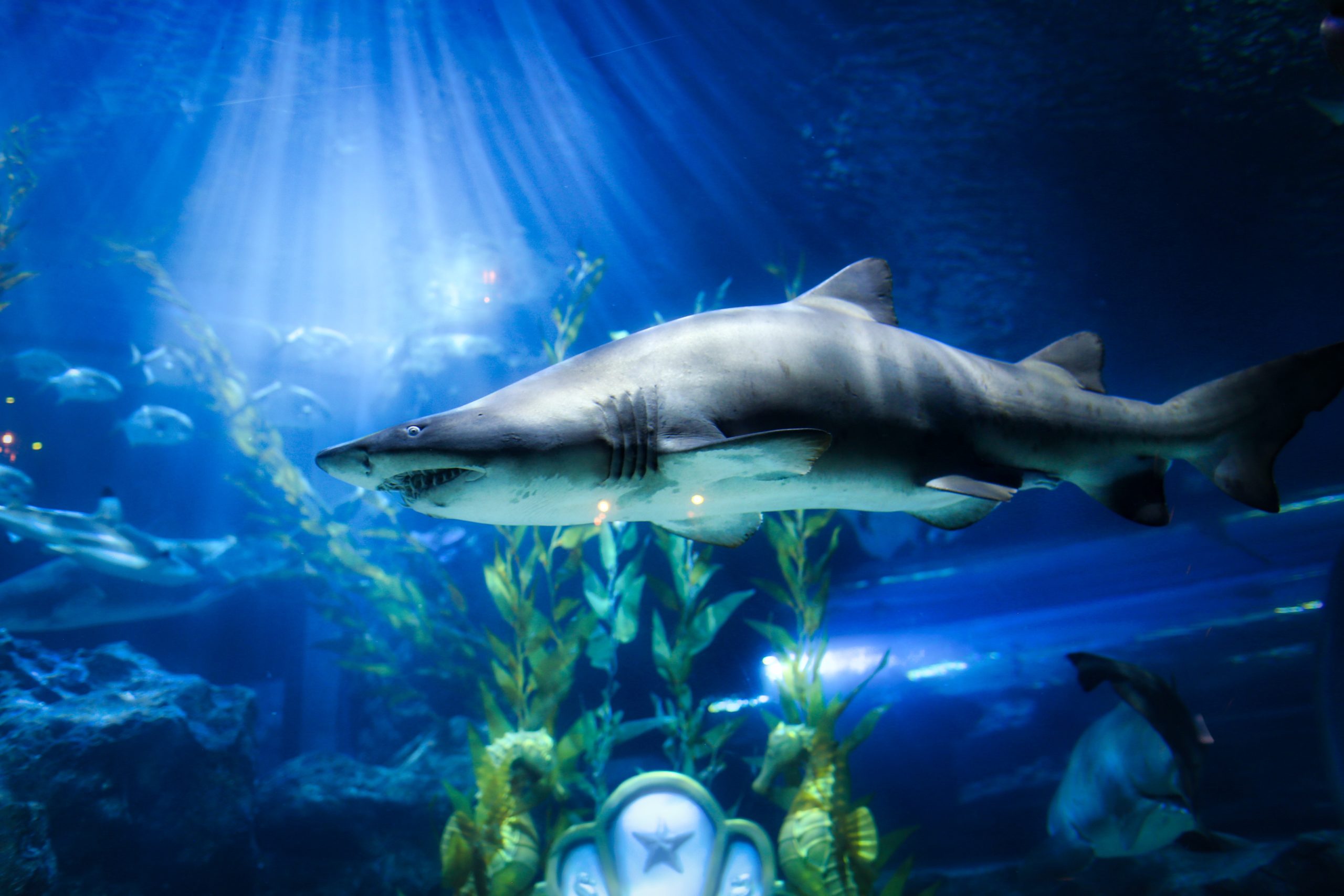 Shark In The Siam Ocean World